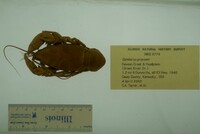 Cambarus graysoni image